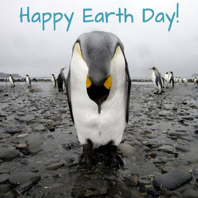 penguin_earthday
